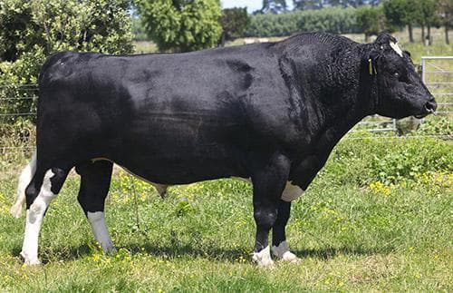 Image du taureau Ashdale Fm Kelsbells S1F