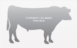 Image du taureau Mckenzie Gf Comet S3F