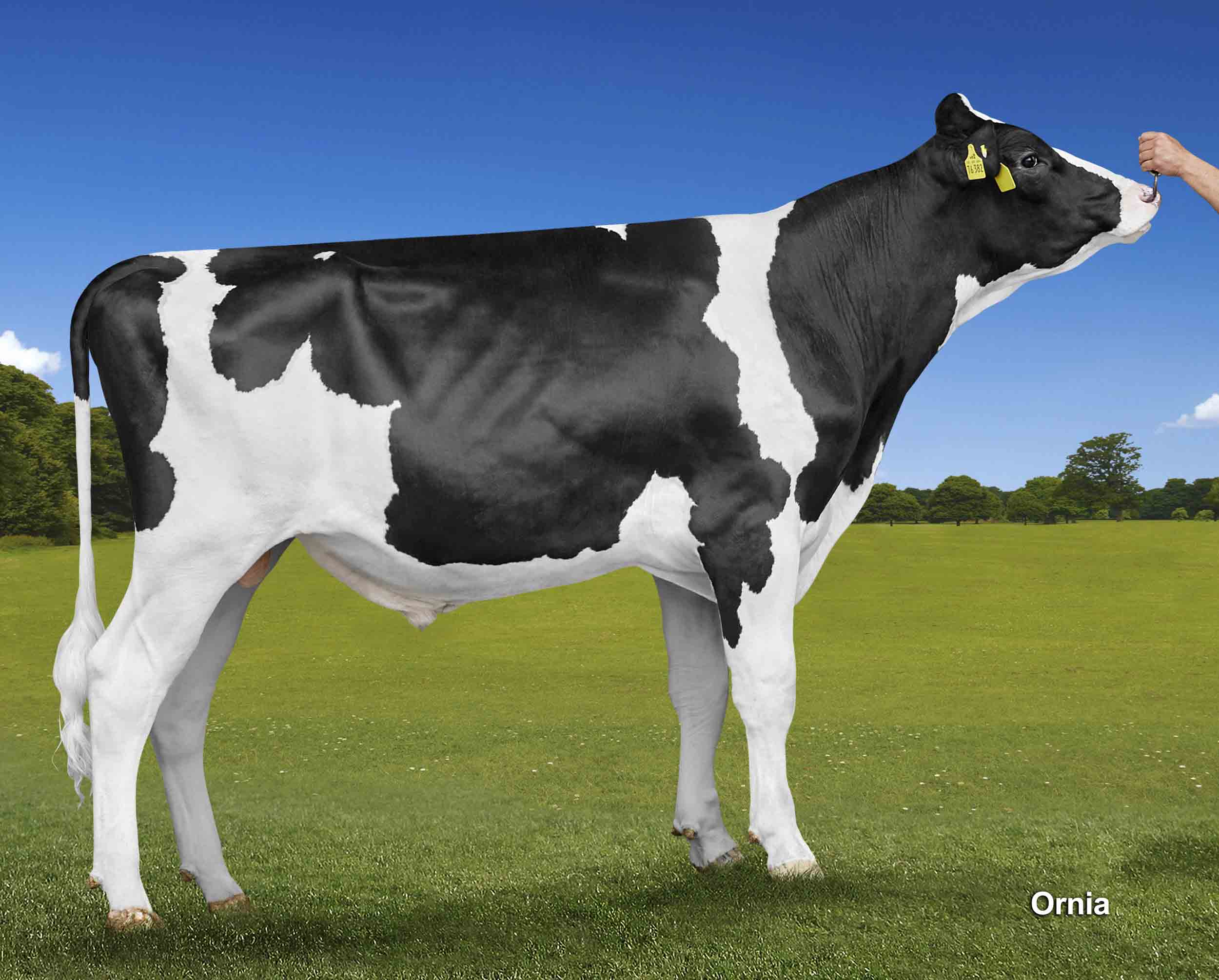 Image du taureau Geox Alh Caribic